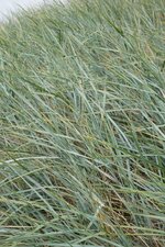 Elyme des sables