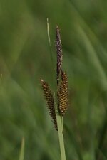 Carex flacca