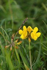 Hippocrepis sp.