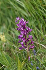 Orchis moucheron