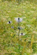 Panicaut des Alpes