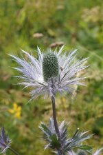 Panicaut des Alpes