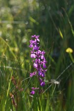 Orchis des marais