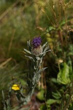 Centaurée uniflore