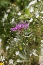 Centaurée sp.