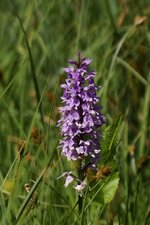 Dactylorhiza sp.