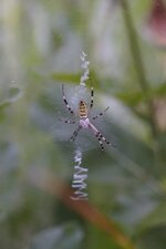 Argiope frelon