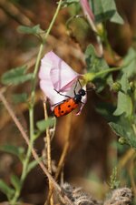 Mylabris quadripunctata