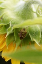 Carpocoris sp. ?