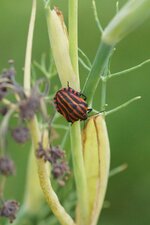 Punaise arlequin