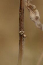 Xysticus sp.
