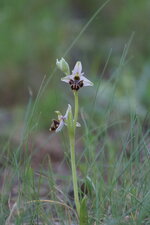 Ophrys bourdon - sous réserve