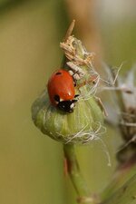 Variation de Coccinella septempunctata