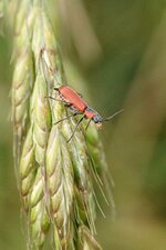 Malachius coccineus