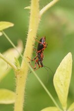 Rhinocoris iracundus