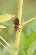 Rhinocoris iracundus