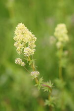 Fleur de Reine des prés