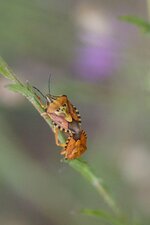 Carpocoris purpureipennis ou C. pudicus ?