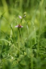 Ophrys abeille - sous réserve