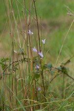 Campanule sp.