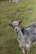 Biquette belge