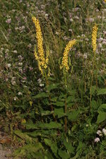 Molène sp.