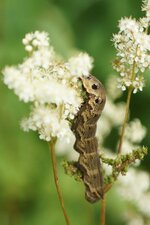 Chenille du Grand Sphinx de la vigne