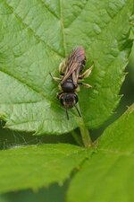 Abeille solitaire