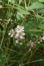 Fleur de Ronce
