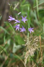 Campanule sp.