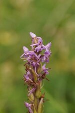 Orchis moustique