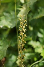 Listère à feuilles ovales