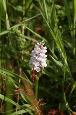 Dactylorhiza maculata