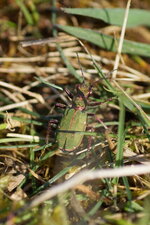 Cicindèle des bois - Cicindela sylvicola