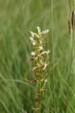 Platanthera chlorata - sous réserve