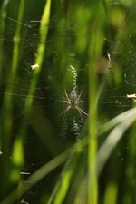 Argiope frelon immature