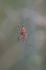 Aculepeira armeida