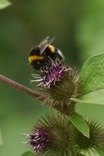 Bombus terrestris - sous réserve