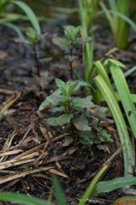 Menthe aquatique