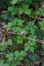 Géranium herbe à Robert