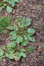 Plantain majeur