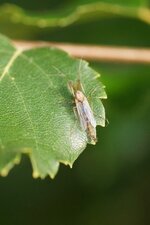 Chironome sp.
