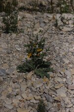 Pavot des Alpes rhétiques