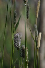 Poacée sp.