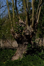 Concours des têtards fleuris