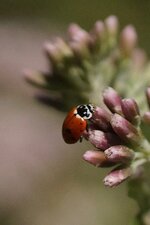 Hippodamia variegata