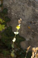 Blackstonia perfoliata