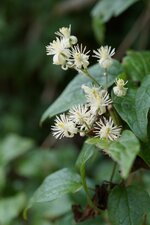 Clématite vigne blanche