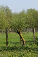 Jeune Saule têtard