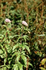 Eupatoire chanvrine